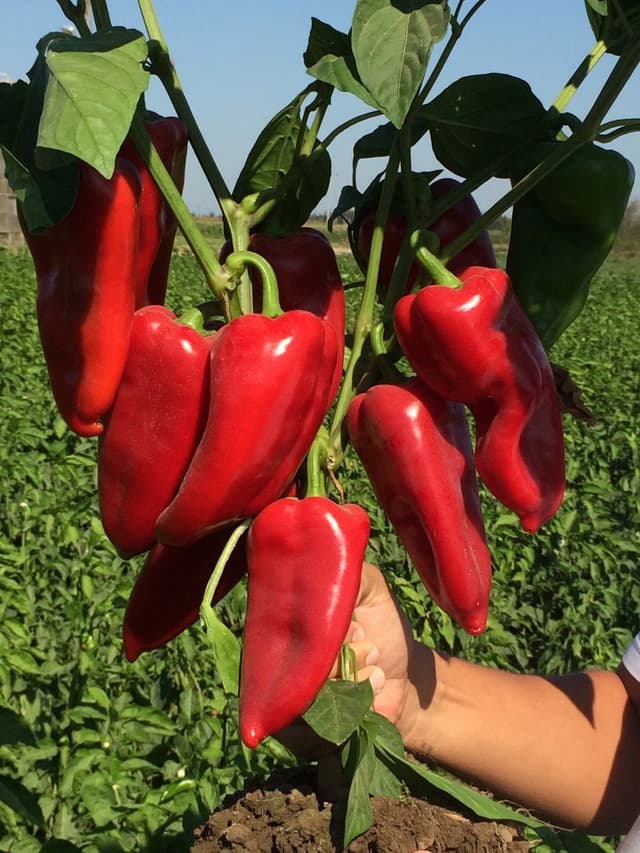 Tonton Seminis ( kapya )