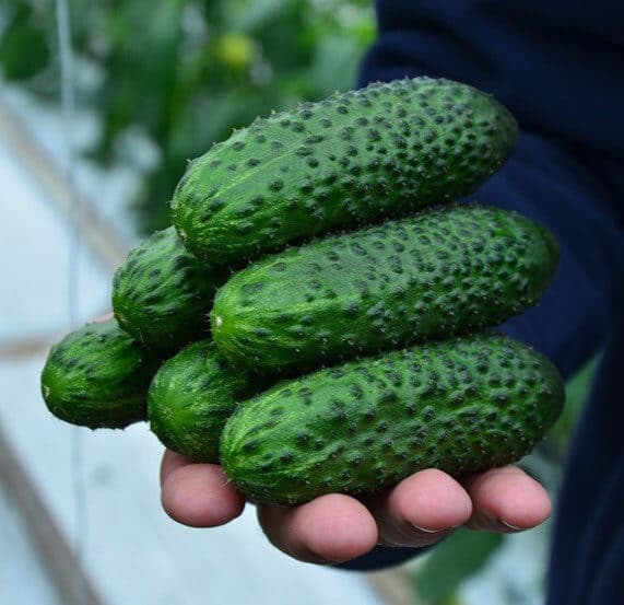 SV4097 Seminis