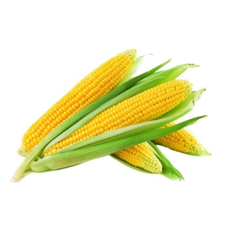 Merit Seminis