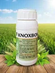 Knoxboro 500cc