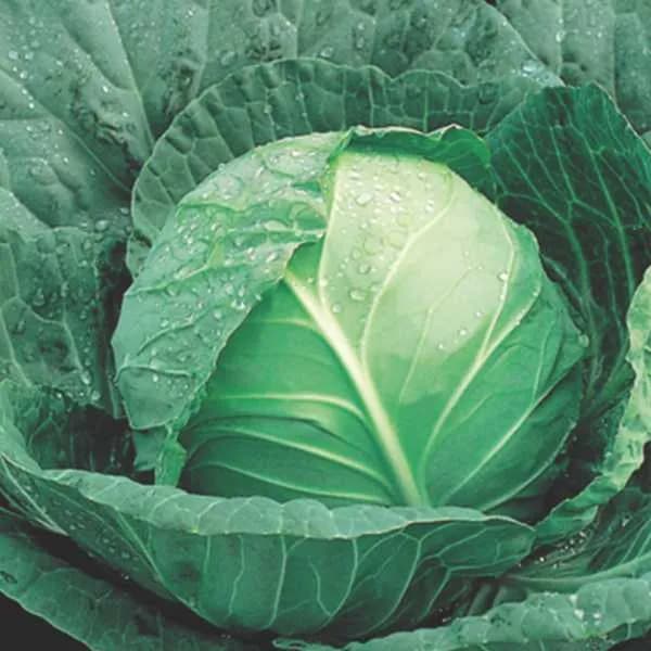 Green Flash Seminis