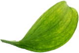 Cabbage